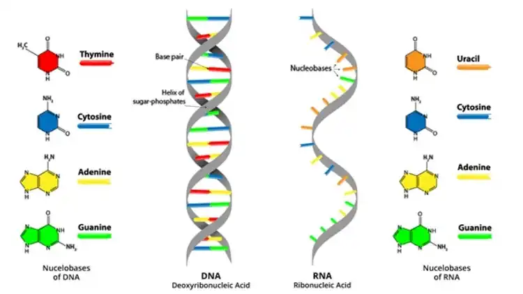 Pengertian RNA, Struktur, dan Fungsinya