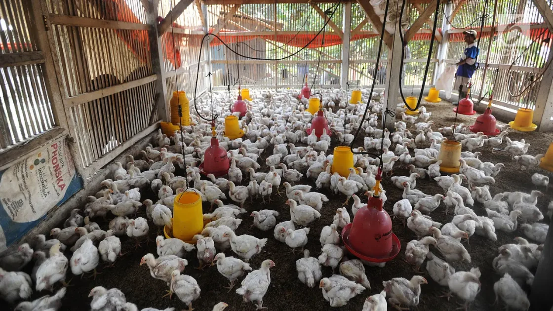 Harga Ayam Peternak Rp21.000 vs Konsumen Rp46.000 Per Kg