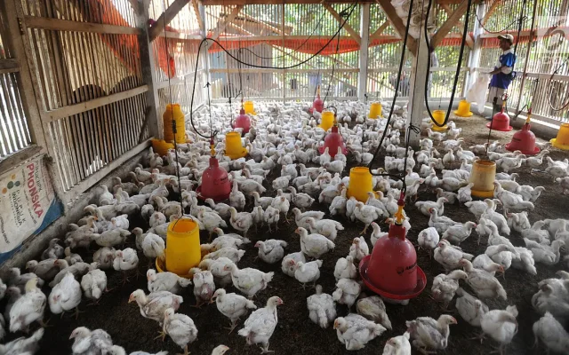 Harga Ayam Peternak Rp21.000 vs Konsumen Rp46.000 Per Kg
