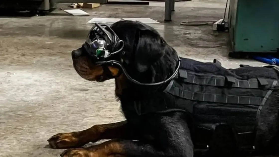 Warhound Raih Rp3,6 Triliun untuk Anjing Militer AS