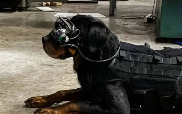 Warhound Raih Rp3,6 Triliun untuk Anjing Militer AS