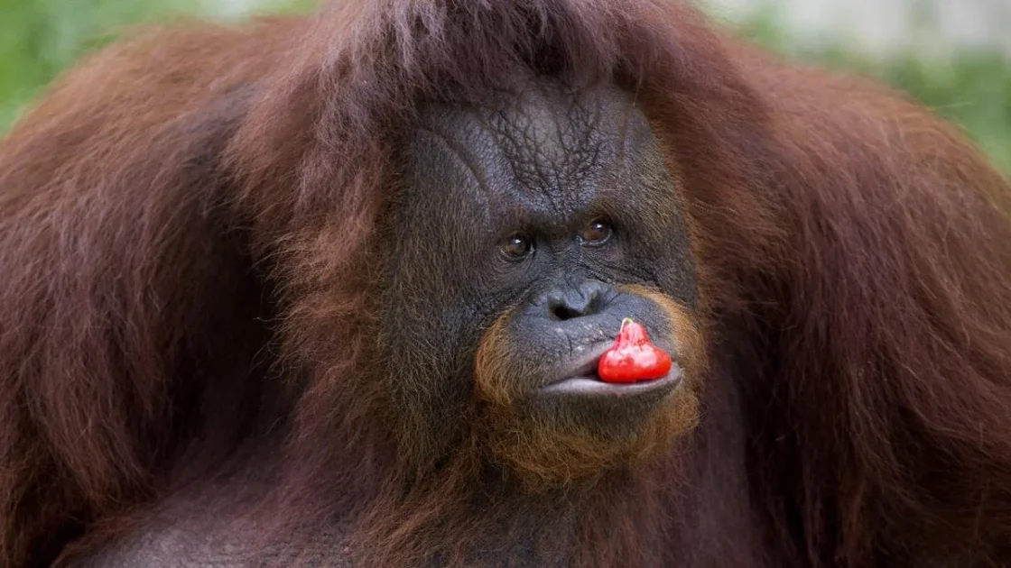 Orang Utan Pilih Makanan Berdasarkan Suara Tawa Temannya
