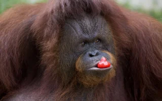Orang Utan Pilih Makanan Berdasarkan Suara Tawa Temannya
