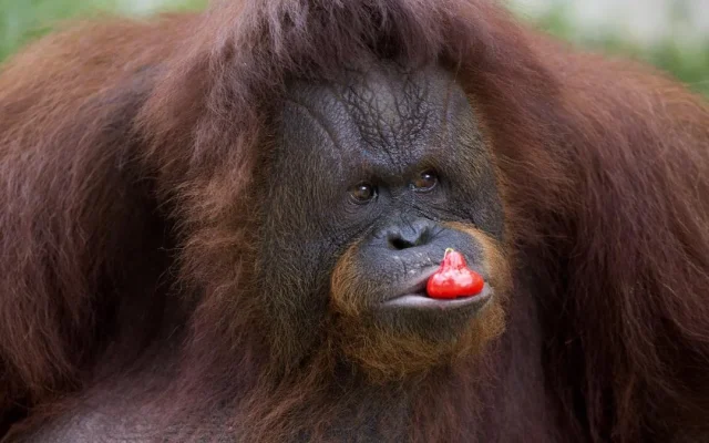 Orang Utan Pilih Makanan Berdasarkan Suara Tawa Temannya