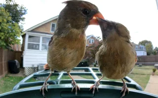 Pengumpan Burung Pintar di Bawah $100 Dirilis untuk Pemula