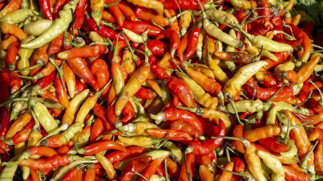 Petani Ungkap Biang Kerok Harga Cabai Masih Mahal