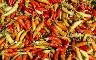 Petani Ungkap Biang Kerok Harga Cabai Masih Mahal