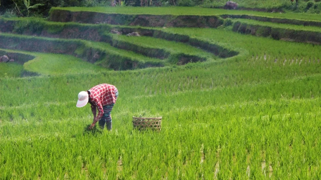 Jurus Pemerintah Genjot Kesejahteraan Petani dan Pangan