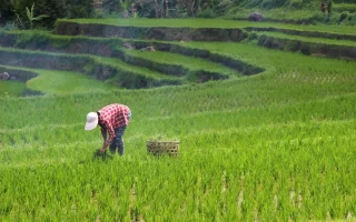 Jurus Pemerintah Genjot Kesejahteraan Petani dan Pangan