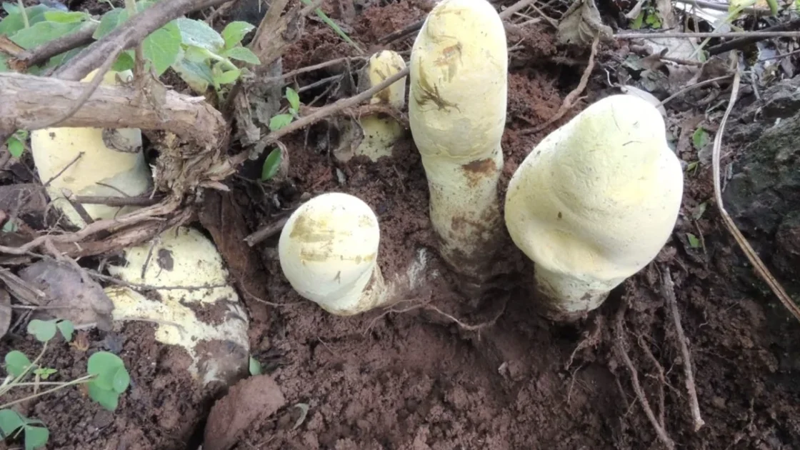 Peneliti Temukan Dianjunus rex, Jamur Raksasa Purba di China