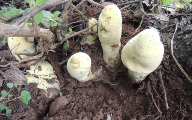 Peneliti Temukan Dianjunus rex, Jamur Raksasa Purba di China