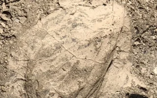 Fosil Ungkap Kawin Silang Manusia Modern dan Neanderthal