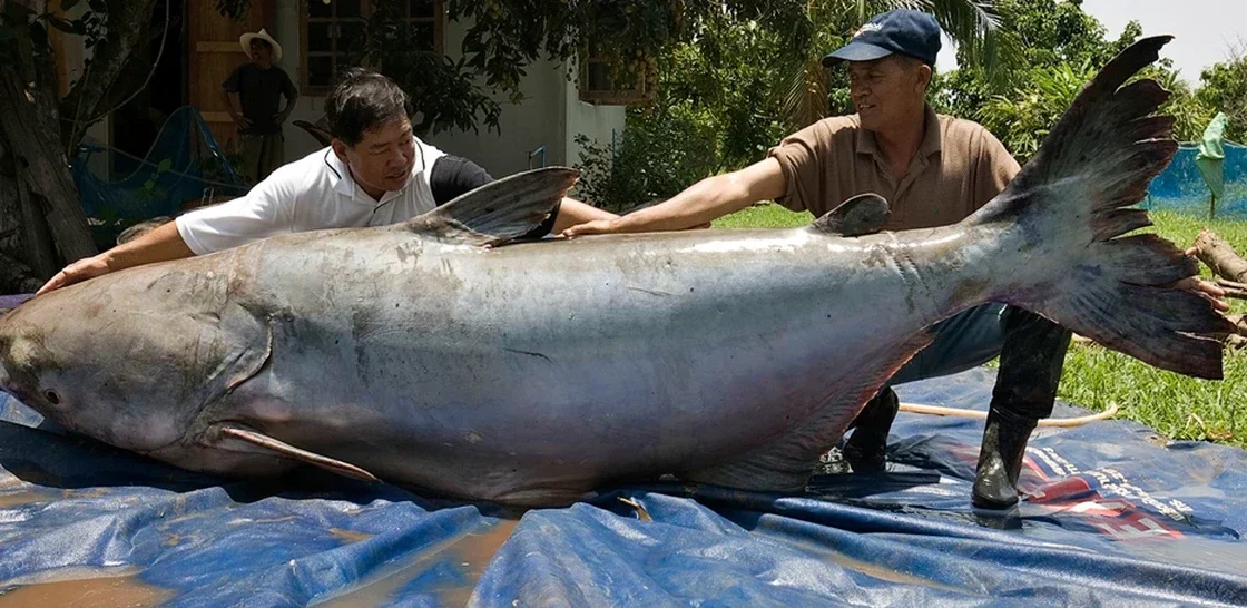 Lele Raksasa Sebesar Beruang yang Gegerkan Sungai Mekong