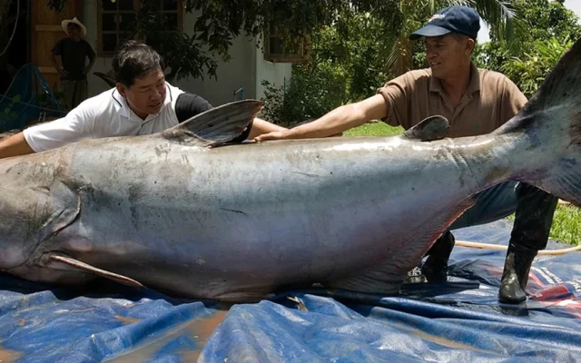 Lele Raksasa Sebesar Beruang yang Gegerkan Sungai Mekong