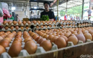 Mentan Ungkap Anomali Harga Telur: Stok Melimpah, tapi Naik