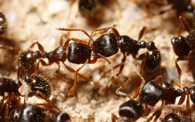 Perang Superkoloni Semut California Tewaskan Jutaan Semut